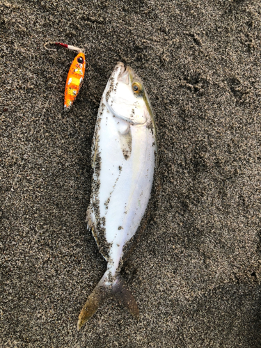 ショゴの釣果