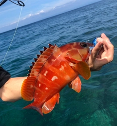 アカハタの釣果