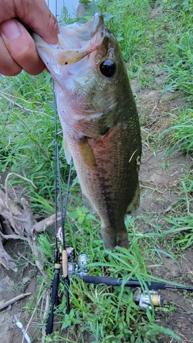 ラージマウスバスの釣果