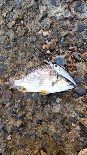 キビレの釣果