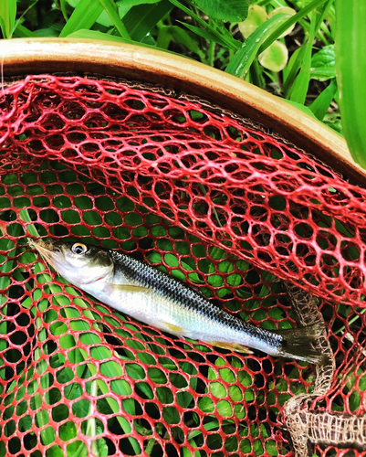 カワムツの釣果