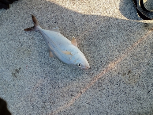 ショゴの釣果