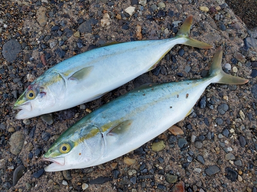 ワカシの釣果