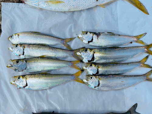 サッパの釣果