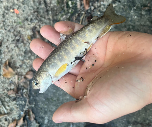 イワナの釣果