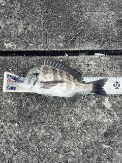 クロダイの釣果