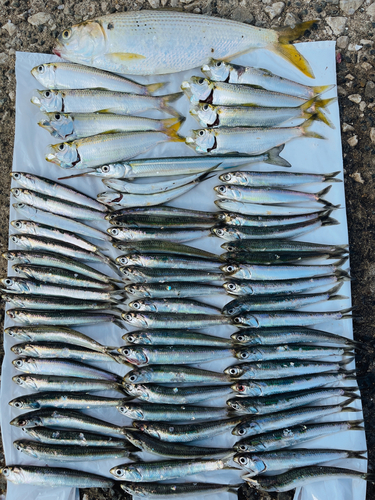 イワシの釣果