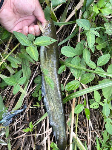 ナマズの釣果