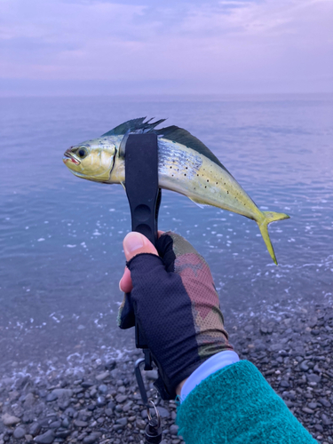 シイラの釣果