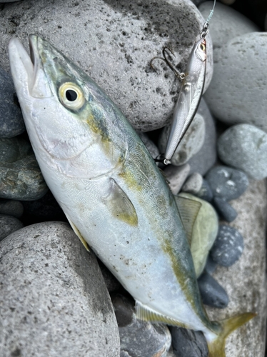 ワカシの釣果