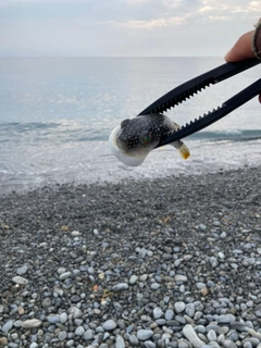 クサフグの釣果