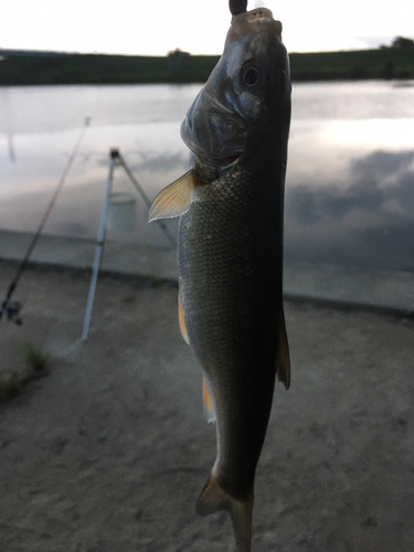 ウグイの釣果