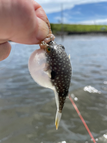 マハゼの釣果