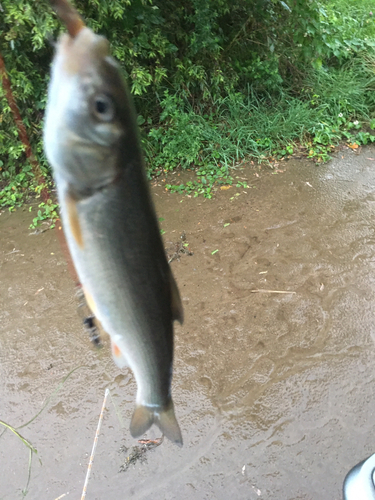 ウグイの釣果