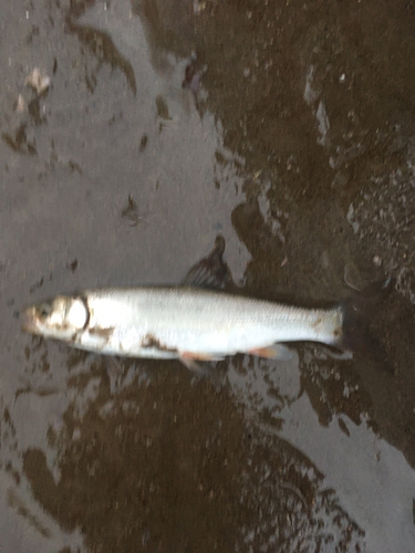 ウグイの釣果