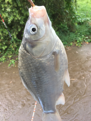 ヘラブナの釣果