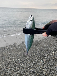 ソウダガツオの釣果