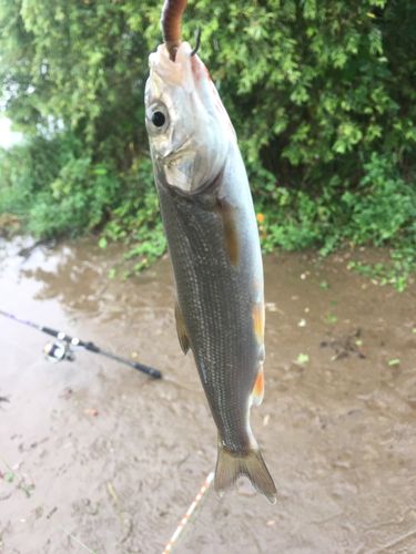 ウグイの釣果