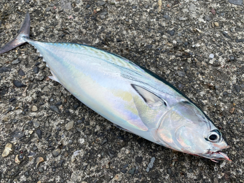 ヒラソウダの釣果