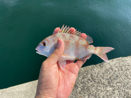 マダイの釣果