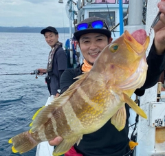 アオハタの釣果