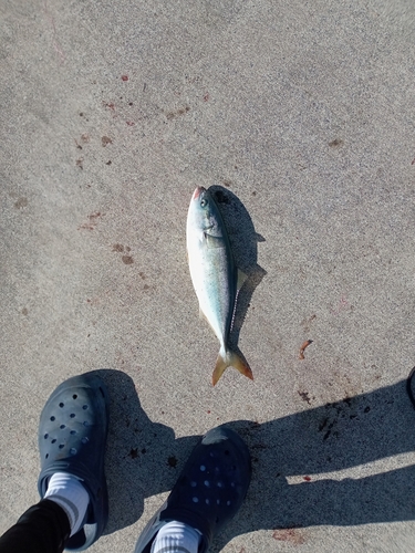 イナダの釣果