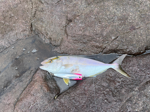 ショゴの釣果