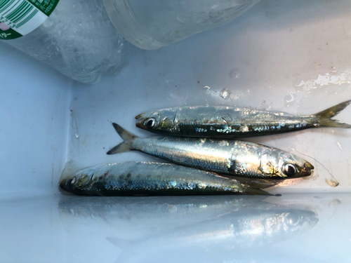 イワシの釣果