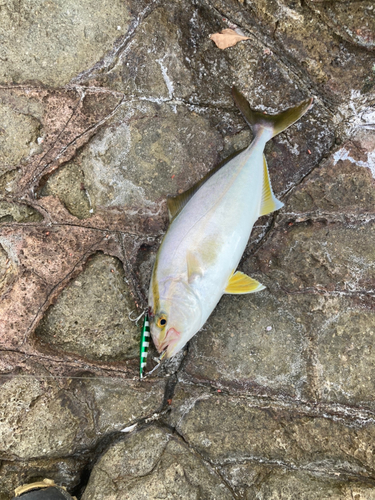 ショゴの釣果