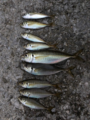 アジの釣果