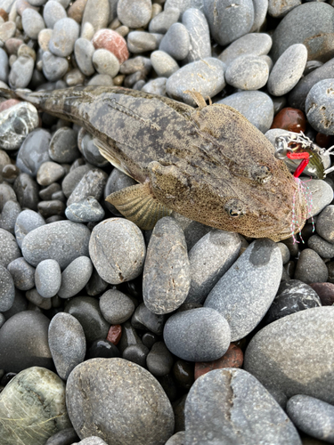 マゴチの釣果