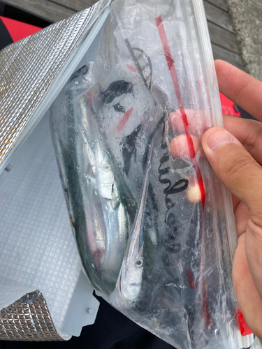 ダツの釣果