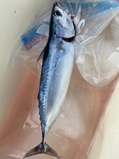 ヒラソウダの釣果
