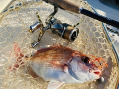 タイの釣果