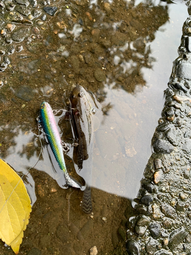 マハゼの釣果