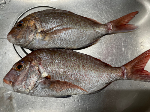 タイの釣果