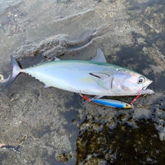 ソウダガツオの釣果