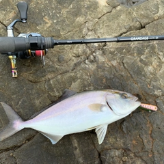 ショゴの釣果