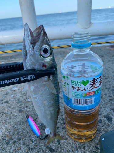 サバの釣果