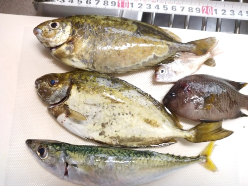 アイゴの釣果