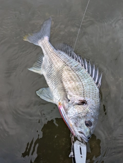 キビレの釣果