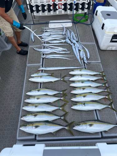 ハマチの釣果