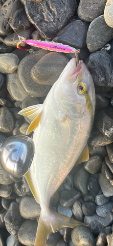 ショゴの釣果