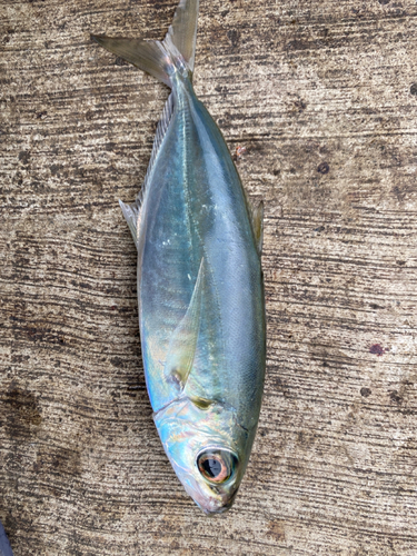 アオアジの釣果