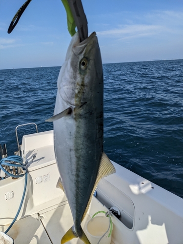 ハマチの釣果