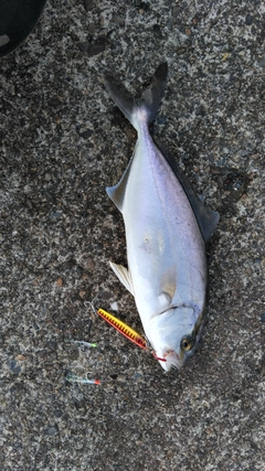 ショゴの釣果