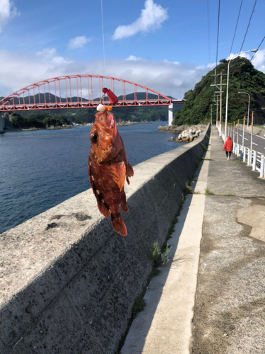 アラカブの釣果