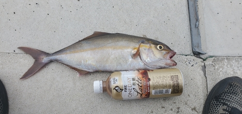 ショゴの釣果