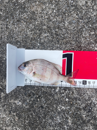 釣果