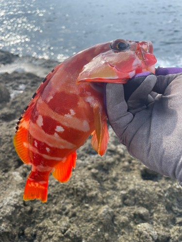 アカハタの釣果